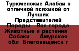 Туркменские Алабаи с отличной психикой от Лучших Представителей Породы - Все города Животные и растения » Собаки   . Амурская обл.,Благовещенск г.